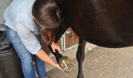 Natürlich gehört zur Anamnese auch eine körperliche Untersuchung, hier zum Beispiel die des Bandapparates an der Vordergliedmaße