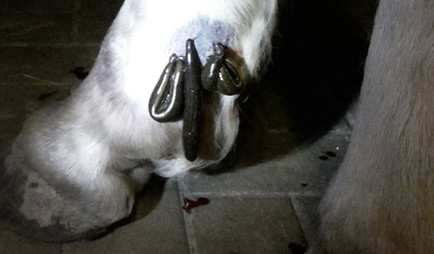 Blutegelbehandlung bei akuter Tendinitis 