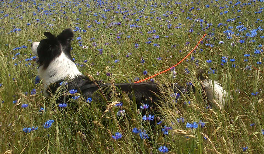 Leo - 22.9.2012-24.2.2025