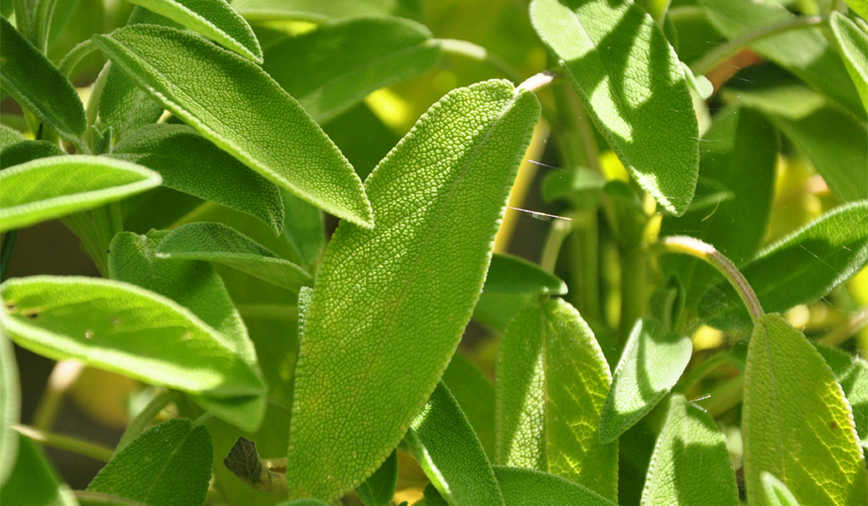  Salbei wirkt antiviral und antibakteriell 
