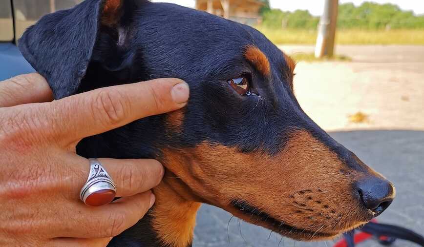 TuiNa Behandlung bei einer Hündin