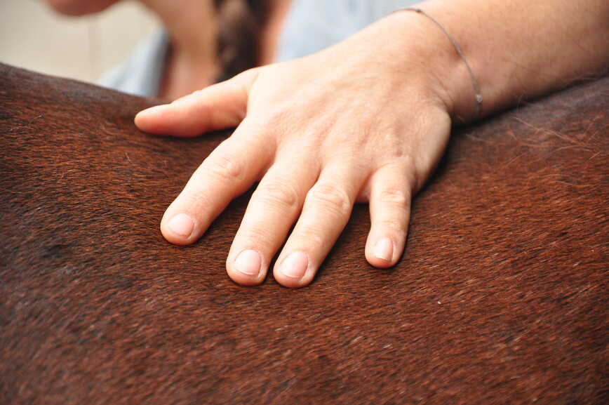 Auch die Beschaffenheit von Haut und Fell fliesst in die Anamnese ein