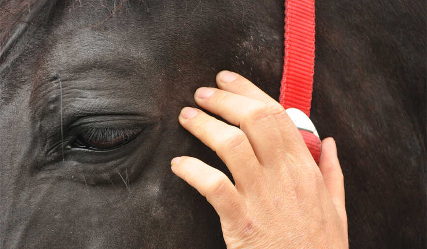 Der Puls ist ebenfalls ein wichtiges Diagnosekriterium