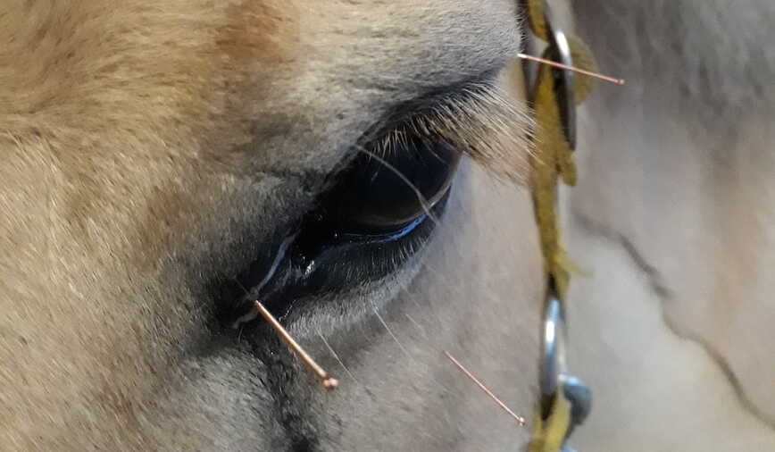 Akupunkturbehandlung bei chronischer Konjunktivitis