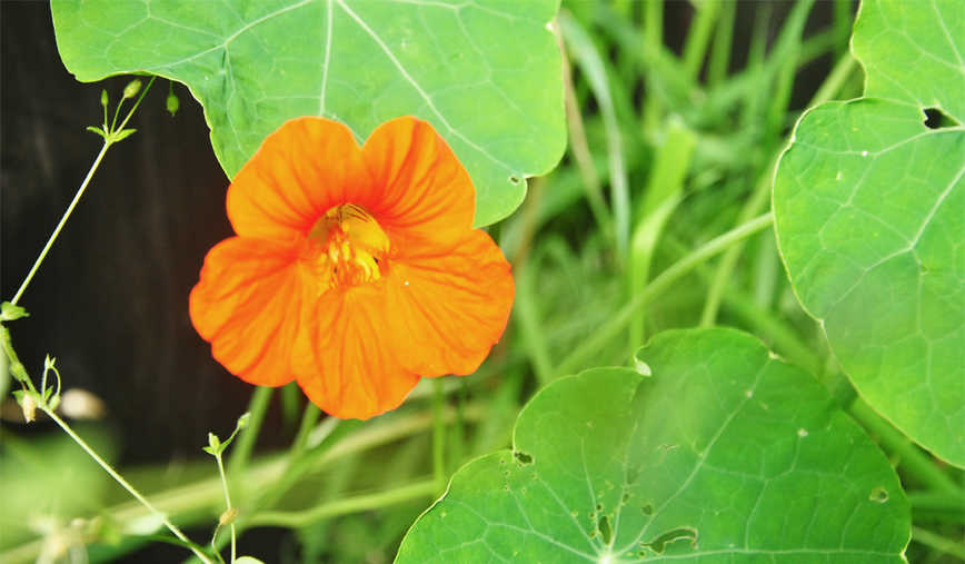 Kapuzinerkresse besitzt antibiotische Eigenschaften 
