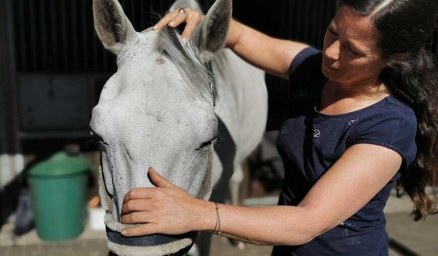 Meine Stute geniesst Ihre TuiNa Behandlung